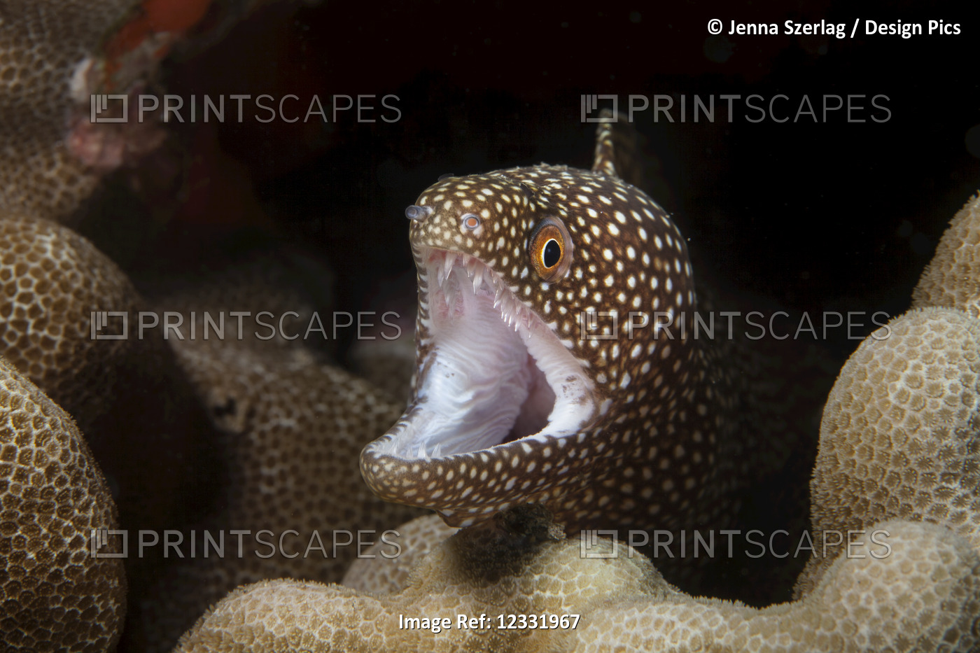 A close-up underwater view of a Whitemouth Moray eel (Gymnothorax meleagris); ...