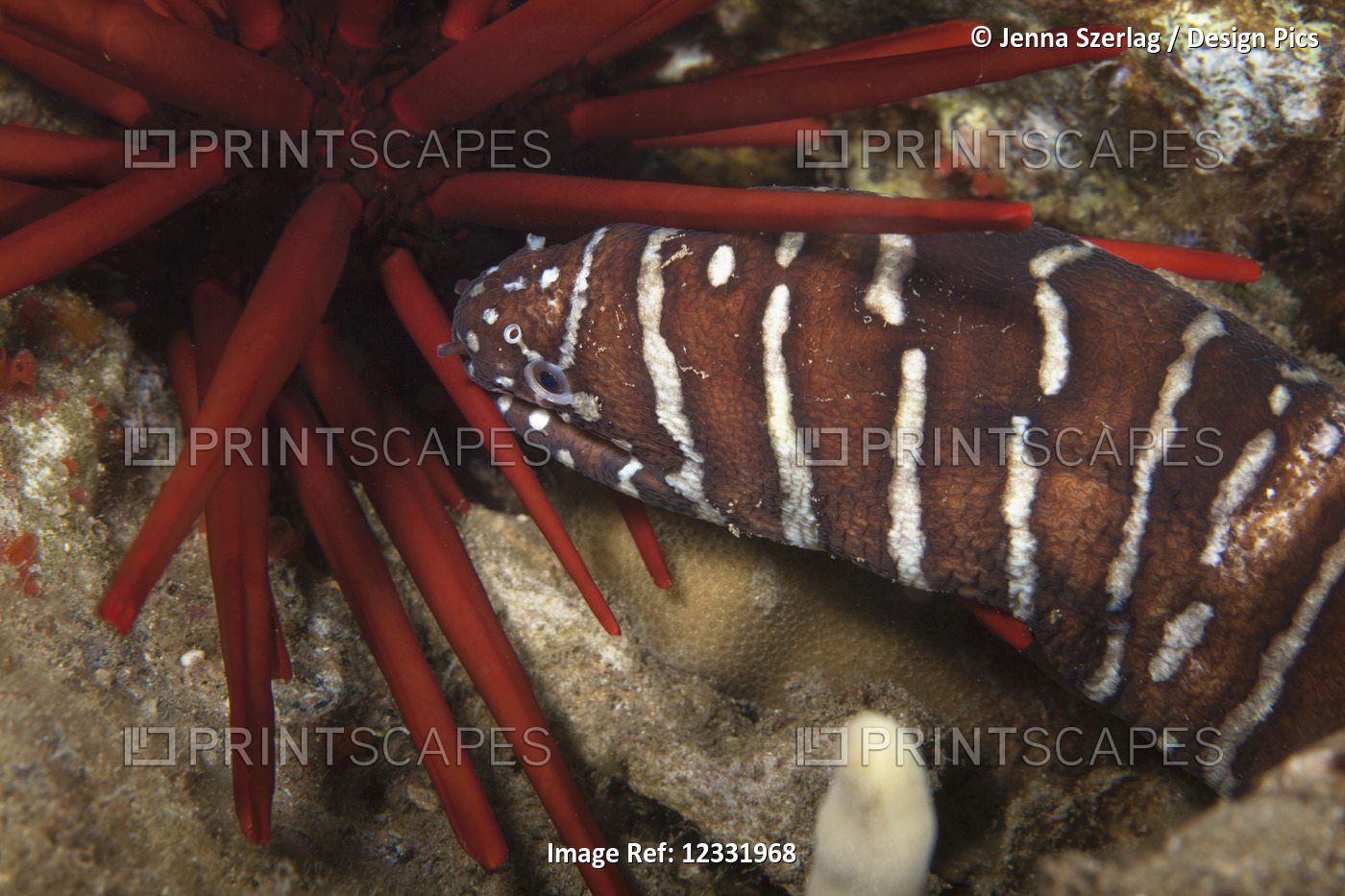 A close-up underwater view of a Zebra Moray eel (Gymnomuraena zebra); Wailea, ...