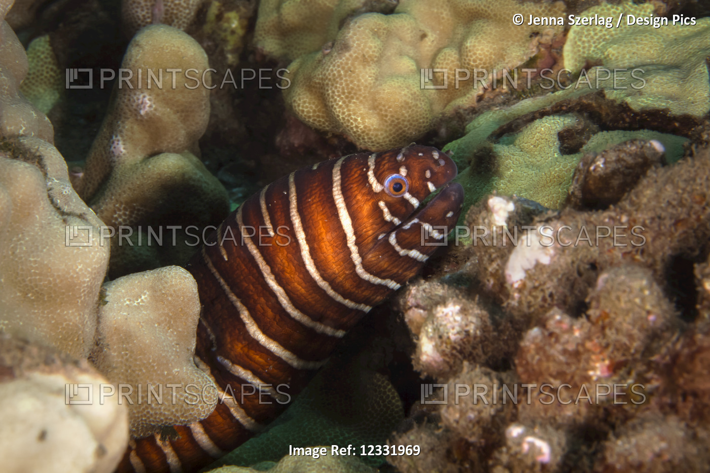 A close-up underwater view of a Zebra Moray eel (Gymnomuraena zebra); Wailea, ...