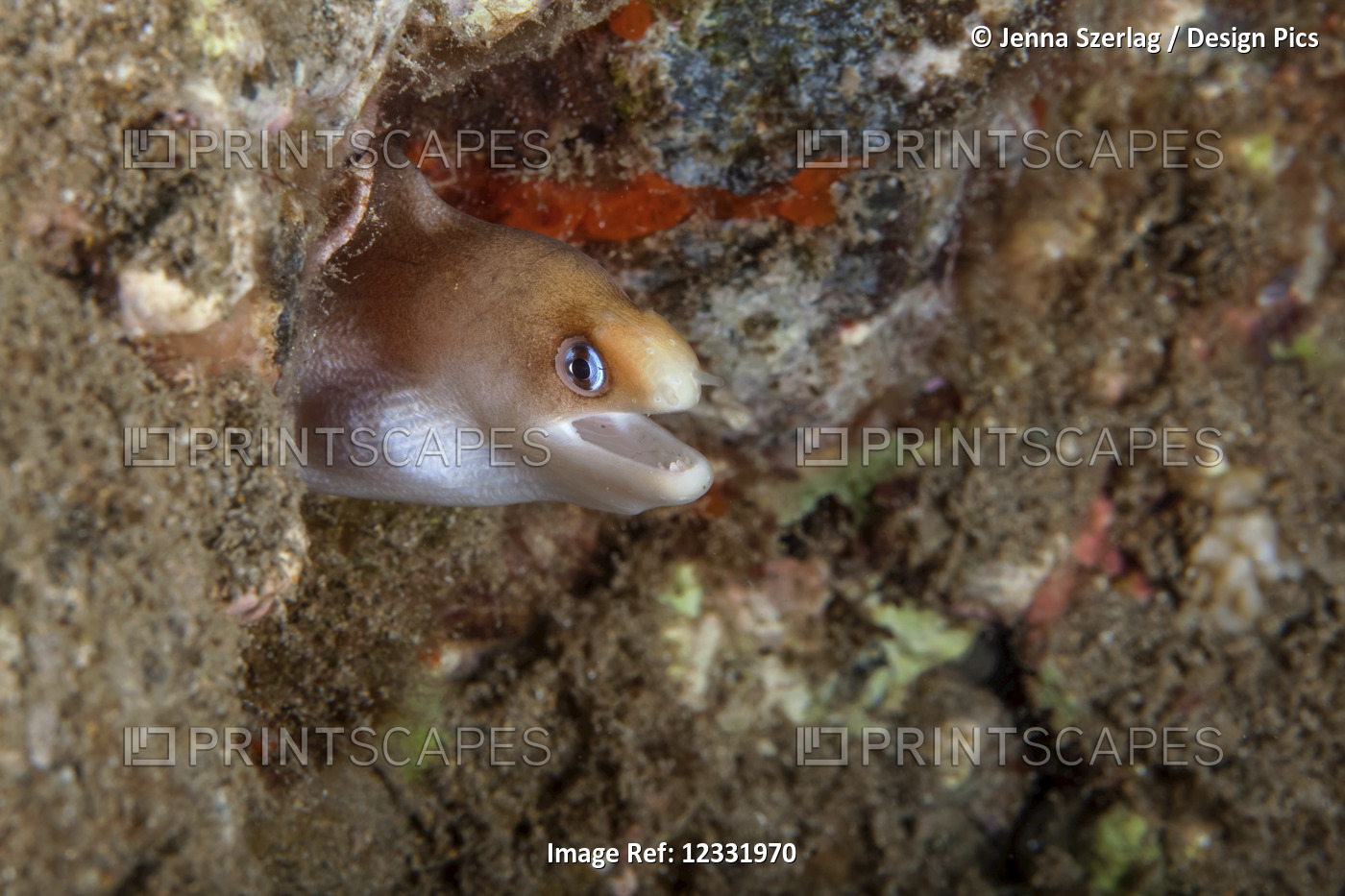 A close-up underwater view of a Dwarf Moray eel (Gymnothorax melatremus); ...