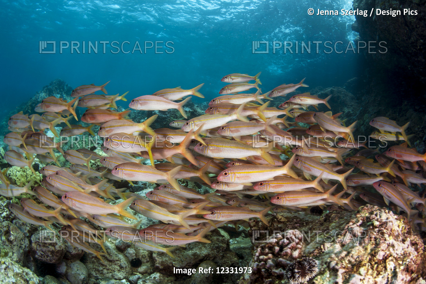 A wide view of schooling Goatfish (Mullidae) swimming underwater; Makena, Maui, ...