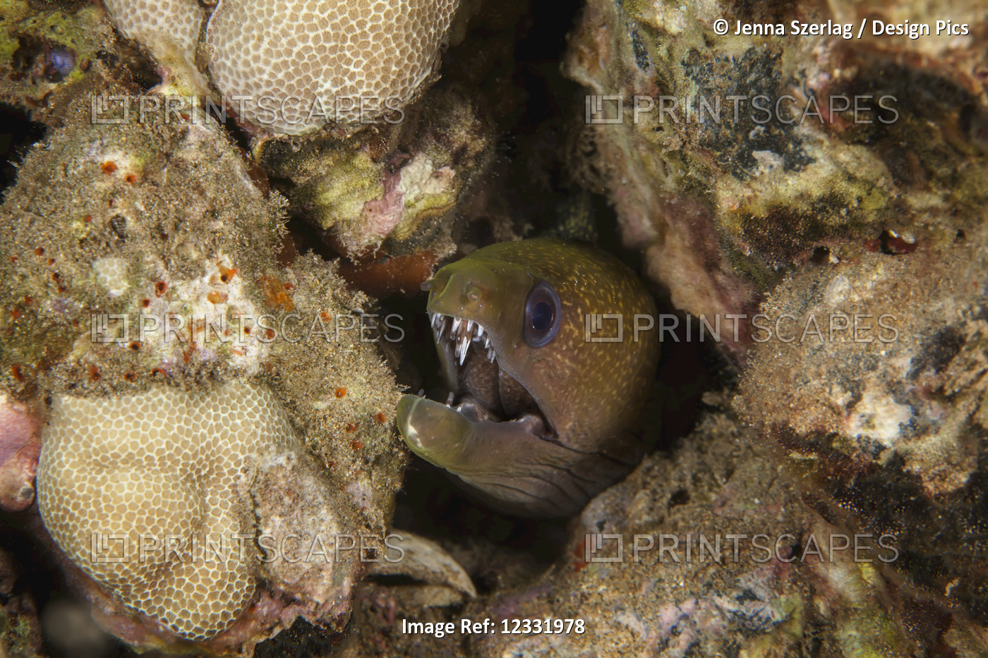 A close-up underwater view of a Yellowmargin Moray eel (Gymnothorax ...