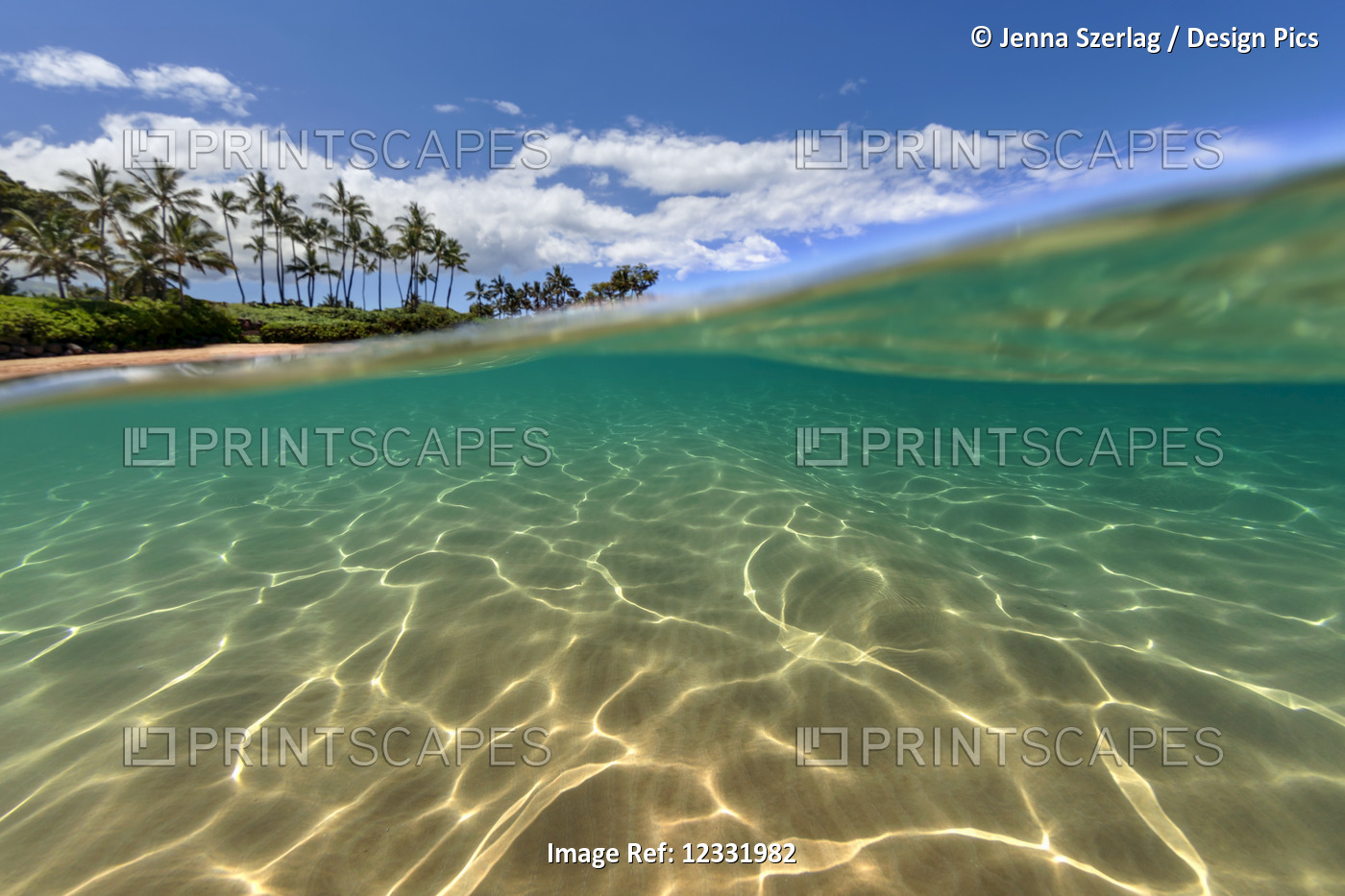 Split view of the palm trees along the coastline and underwater; Maui, Hawaii, ...