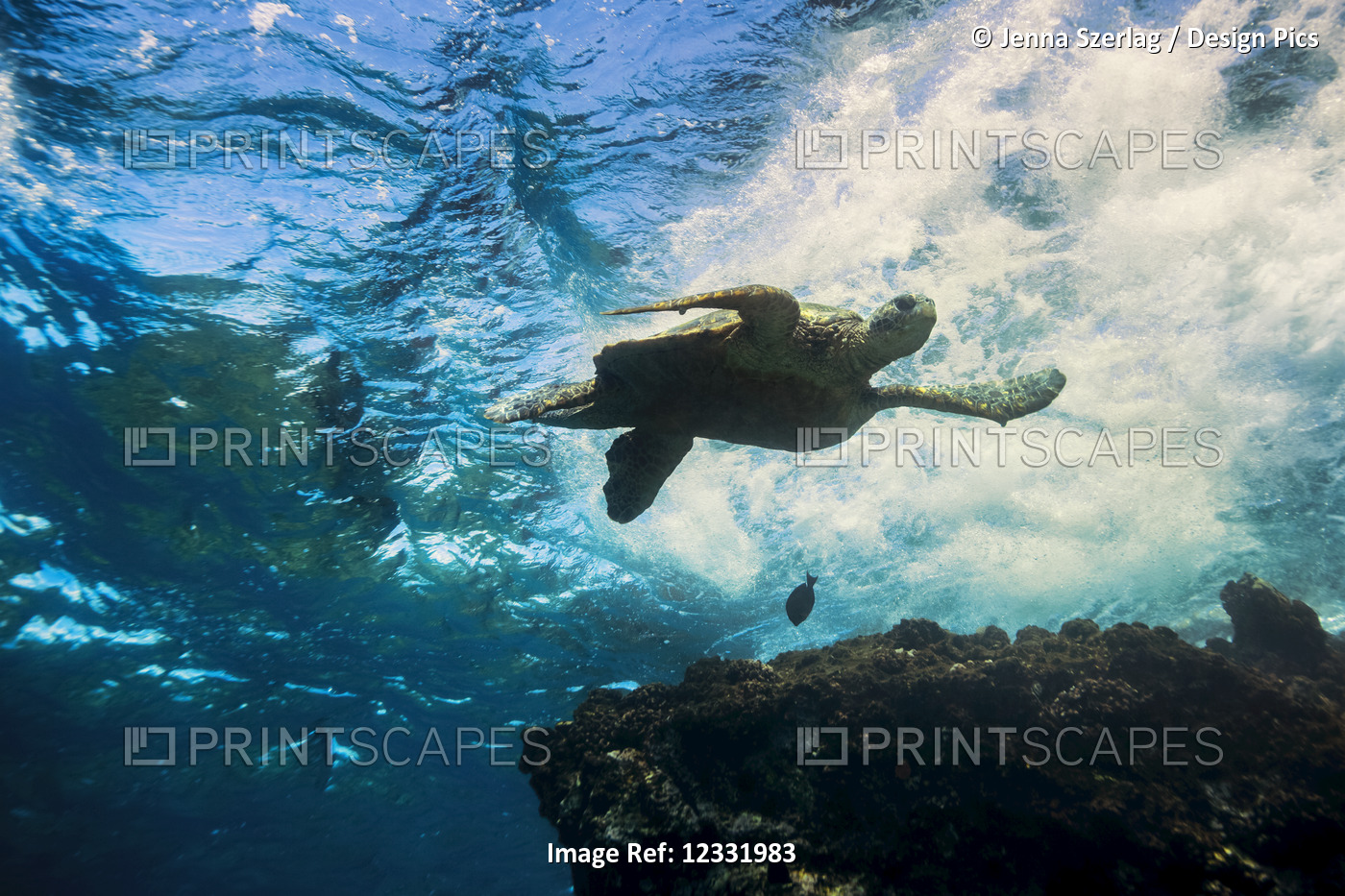 An underwater view of a Hawaiian Green Sea Turtle (Chelonia mydas); Makena, ...