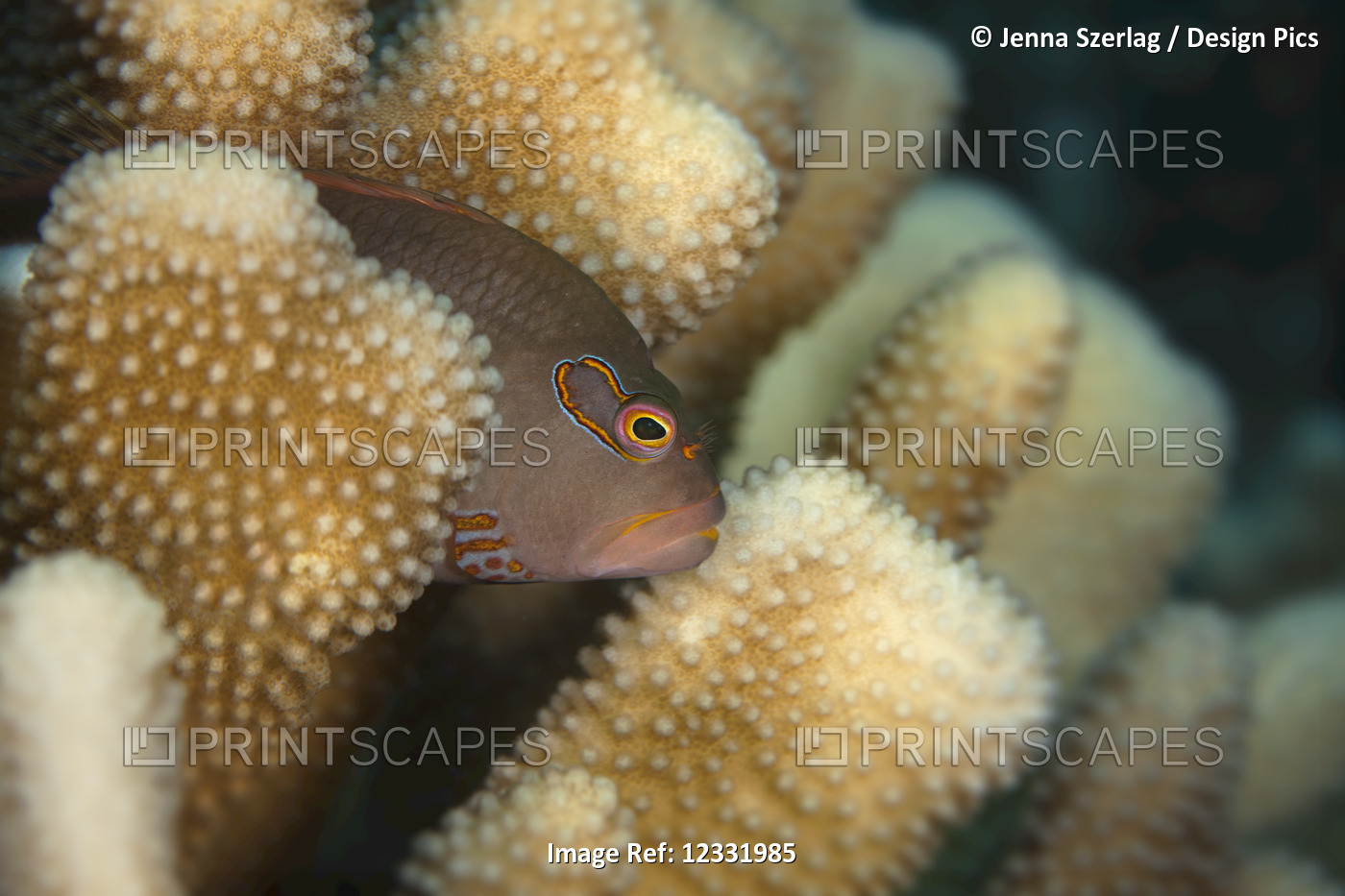 An Arc-eye Hawkfish (Paracirrhites arcatus) rests in coral; Maui, Hawaii, ...