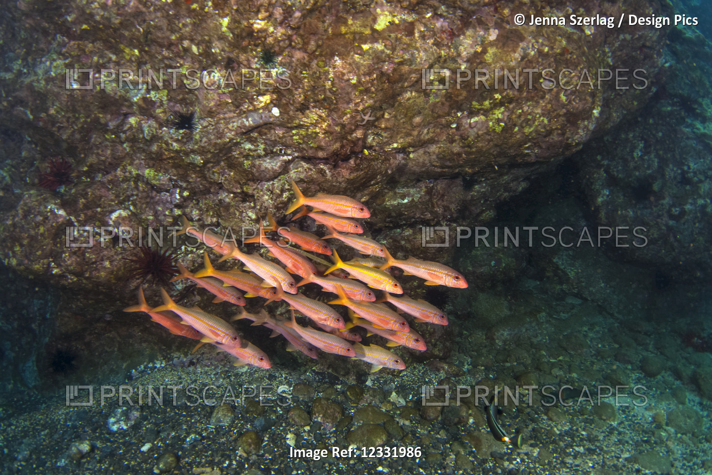 A wide view of goatfish (Mullidae) swimming underwater; Makena, Maui, Hawaii, ...