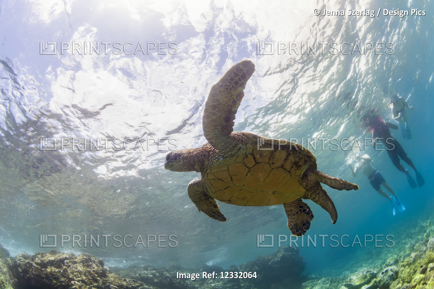 An underwater view of tourists swimming with a Hawaiian Green Sea Turtle ...