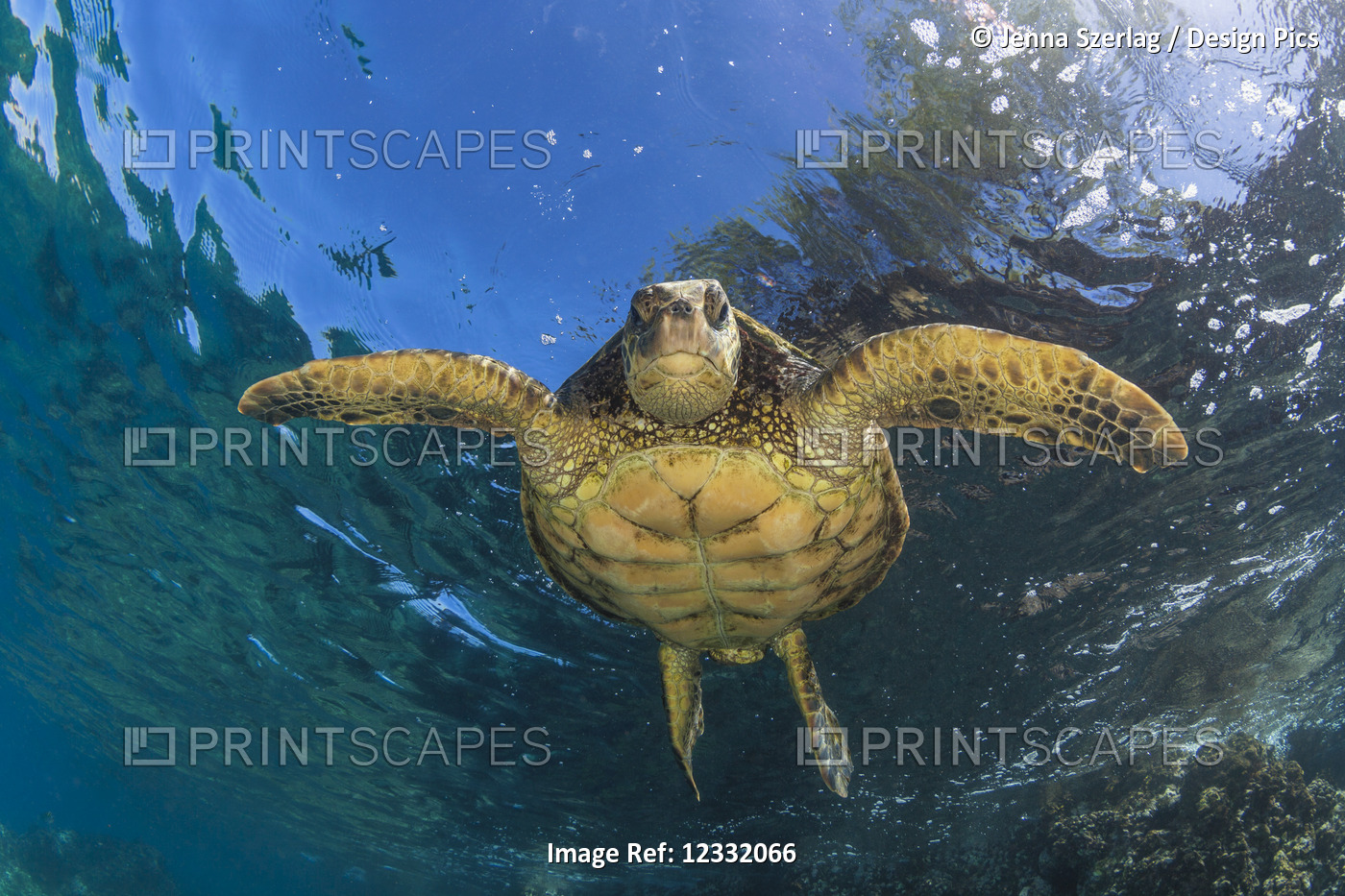 An underwater close-up view of a Hawaiian Green Sea Turtle (Chelonia mydas); ...