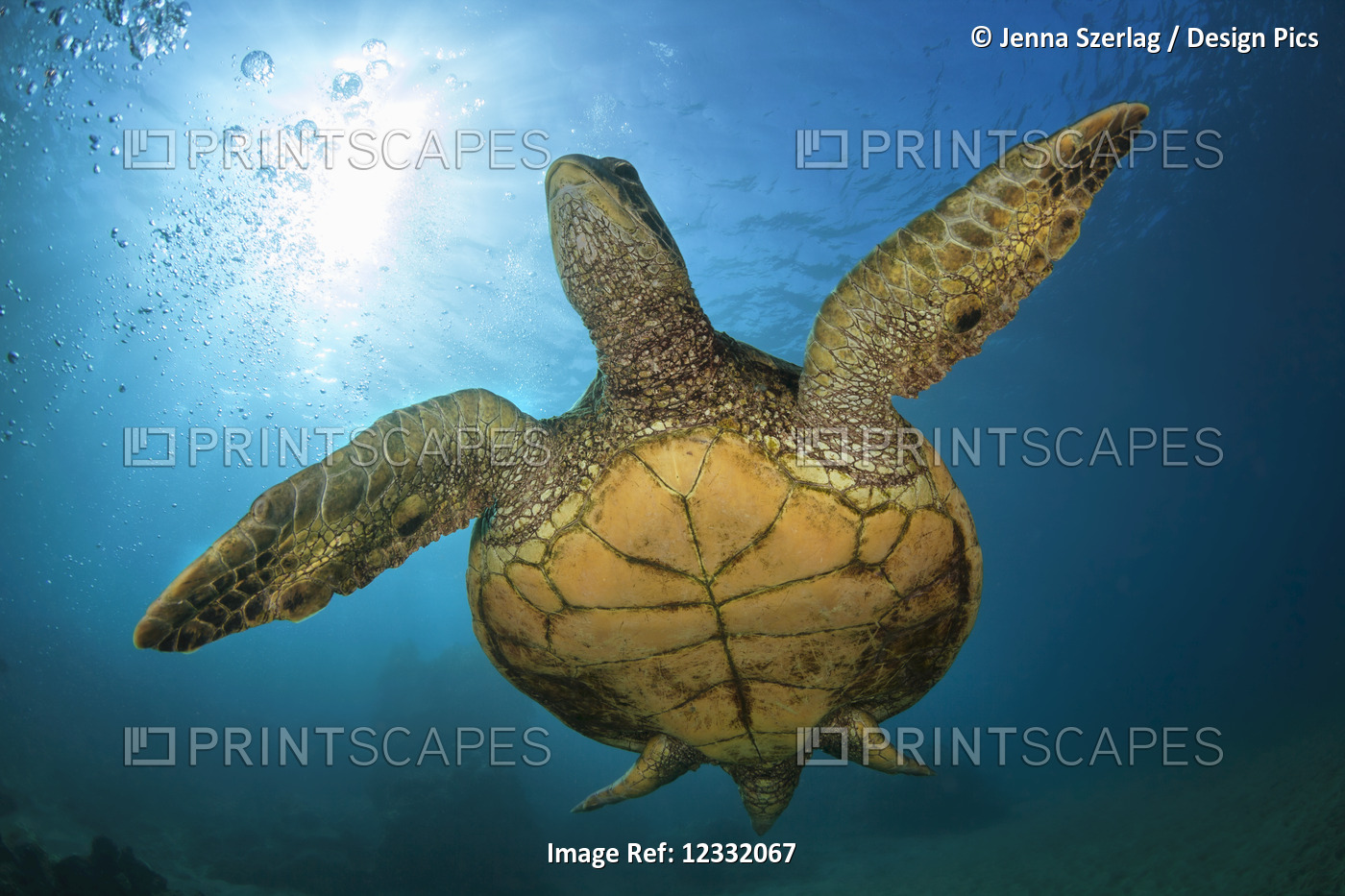 An underwater close-up view of a Hawaiian Green Sea Turtle (Chelonia mydas); ...