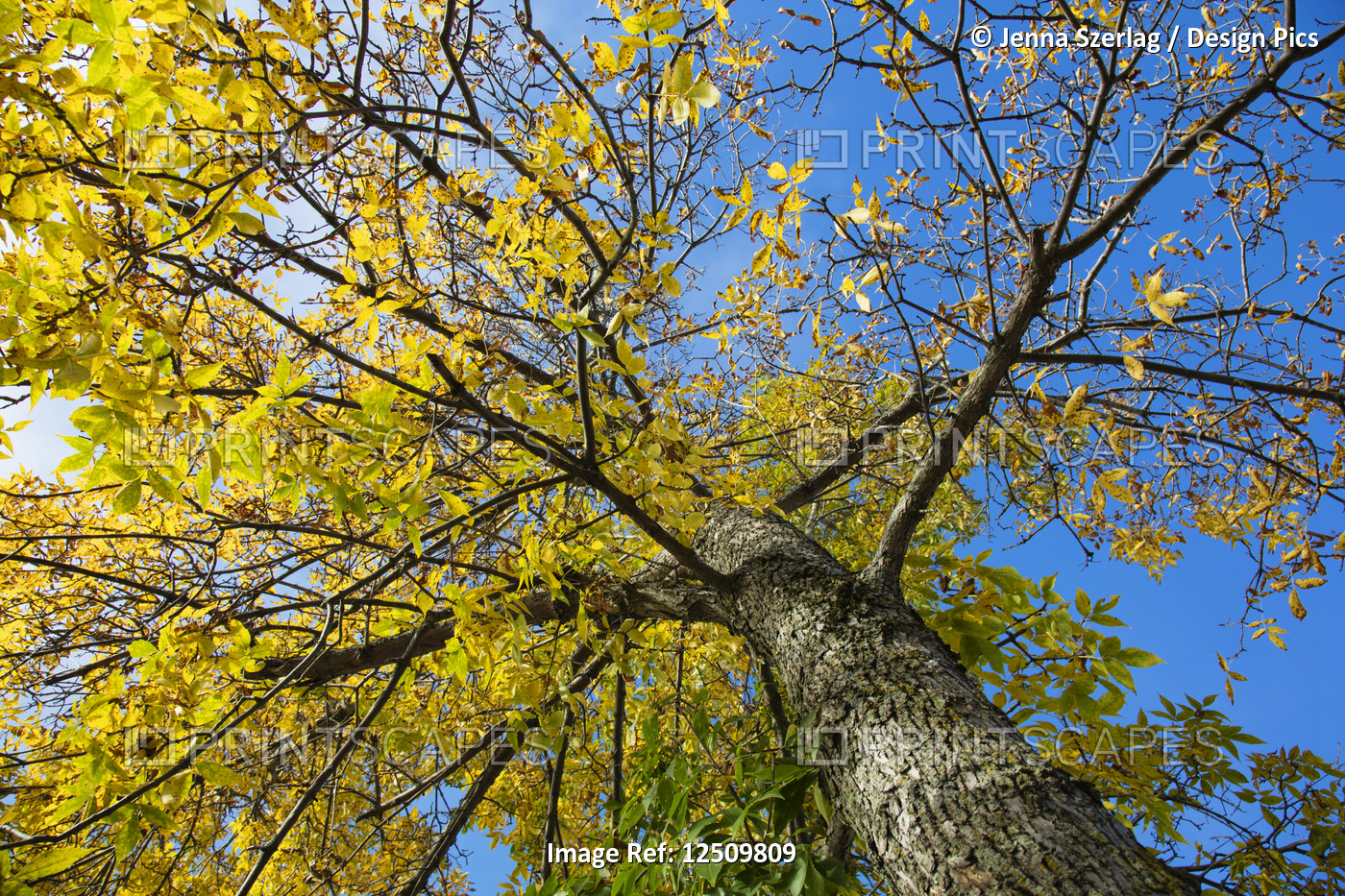 Low angle view of a tree in golden foliage in autumn against a blue sky; Stowe, ...