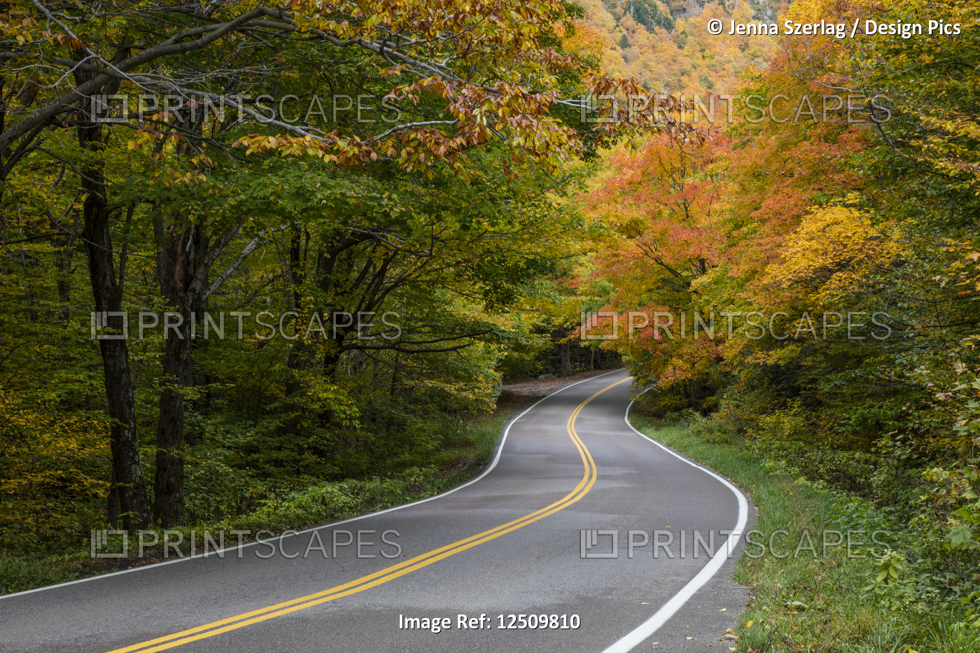 A country road with autumn coloured foliage on the trees, Green Mountains; ...