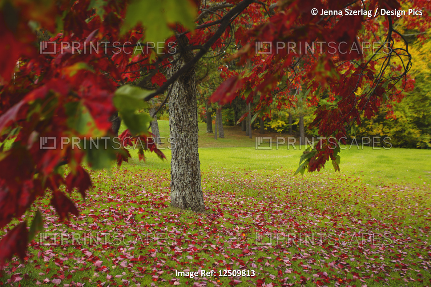 Vibrant red foliage on a tree and fallen leaves on the grass in autumn; Stowe, ...