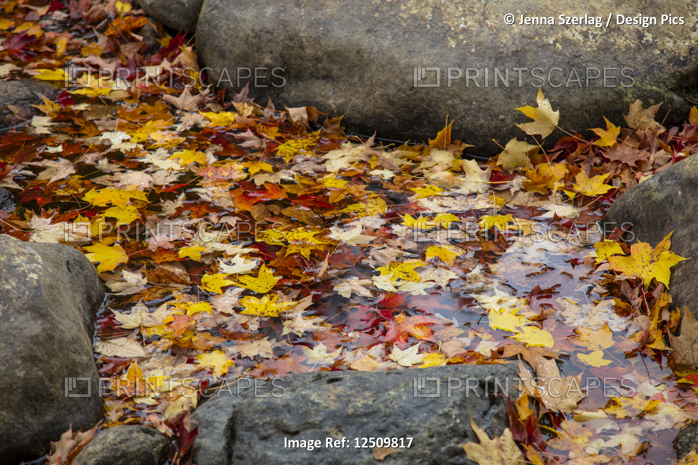 Fallen autumn coloured leaves floating in a stream surrounded by large rocks, ...