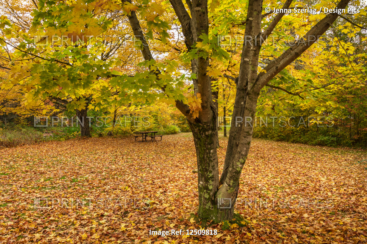 Zealand Picnic Area with autumn coloured foliage on a tree and fallen leaves on ...