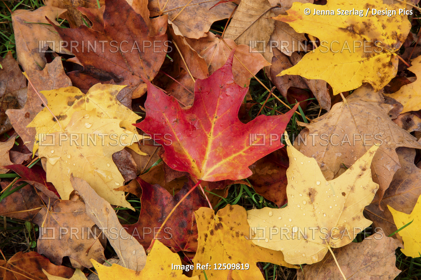 Close-up of autumn coloured maple leaves on the ground, White Mountain National ...