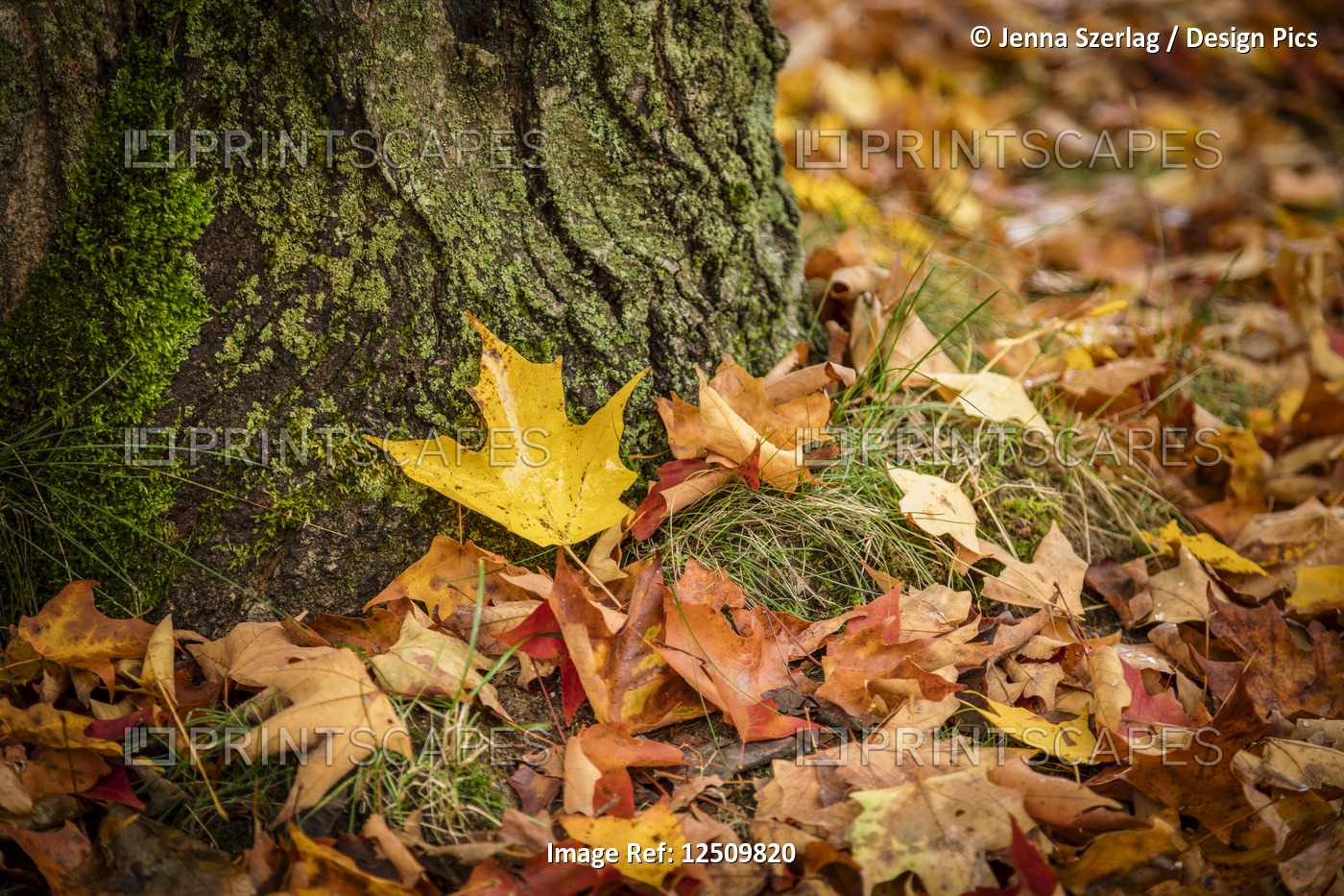 Close-up of autumn coloured maple leaves on the ground at the base of a tree, ...