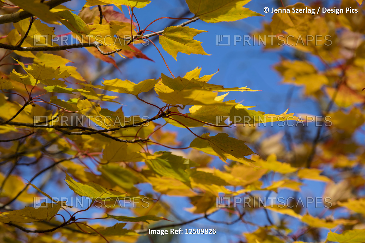 Close-up of golden leaves on a tree against a blue sky in autumn, White ...