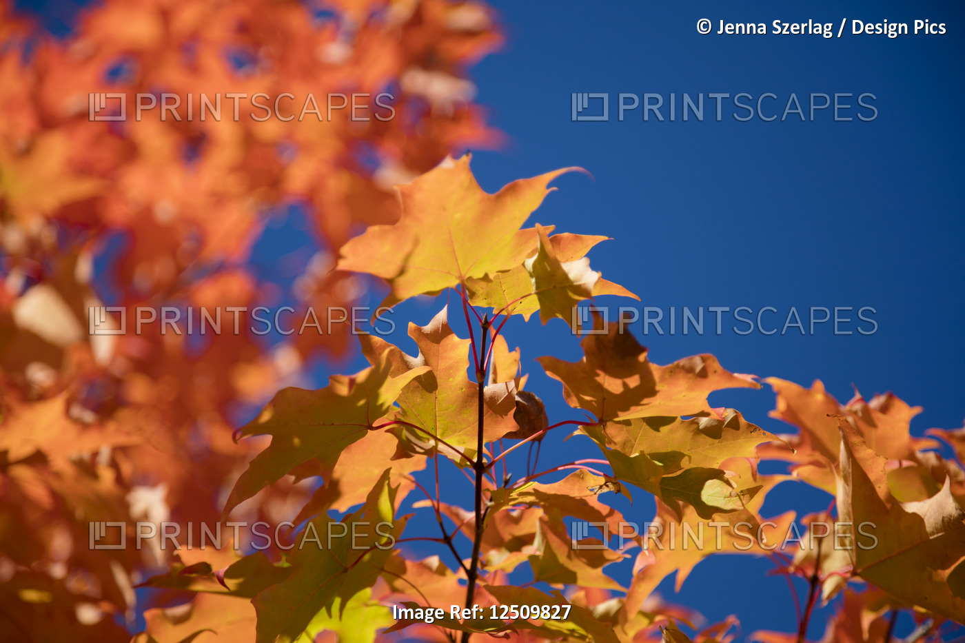 Close-up of colourful leaves on a tree against a blue sky in autumn, White ...