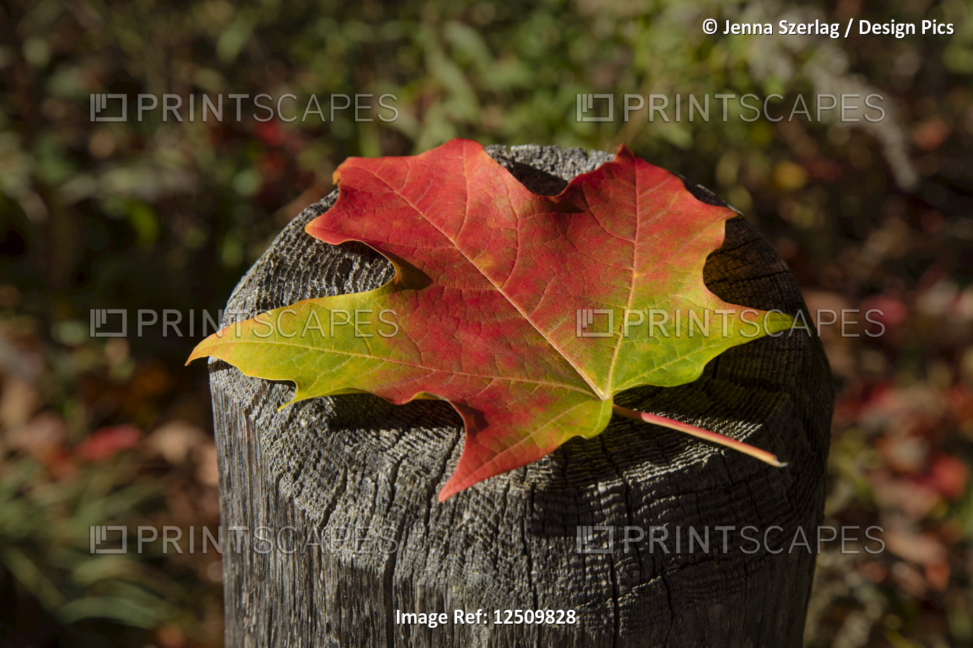Close-up of an autumn coloured maple leaf sitting on the top of a wooden fence ...