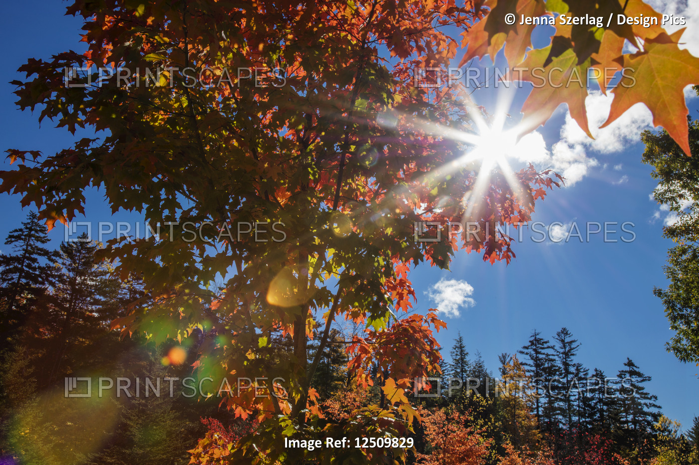 Sunburst through autumn coloured foliage and blue sky, White Mountains National ...