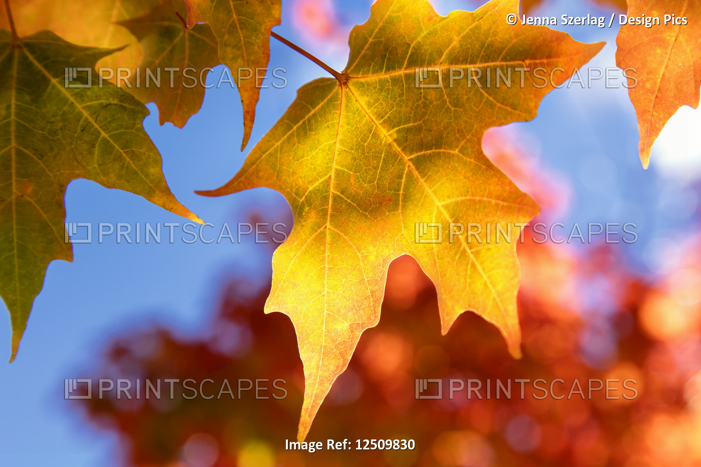 Close-up of golden leaves on a tree against a blue sky in autumn, White ...
