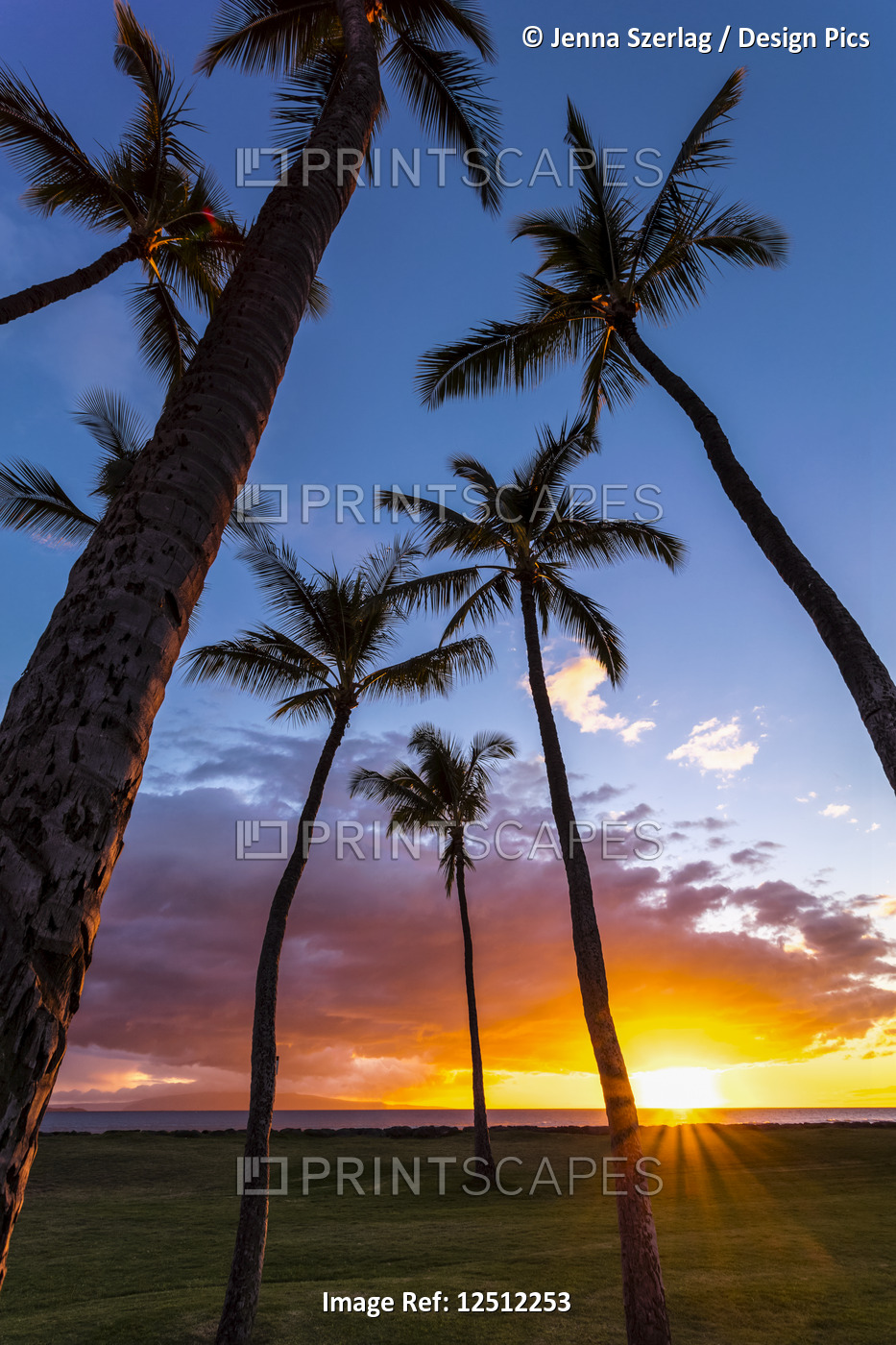 The sun sets behind silhouetted palm trees; Kihei, Maui, Hawaii, United States ...