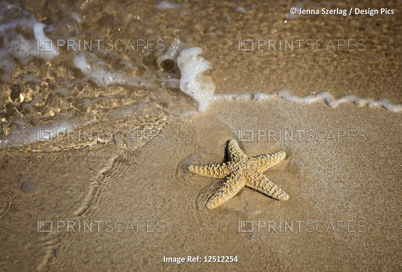 Close-up of a starfish and wave on a beach; Maui, Hawaii, United States of ...
