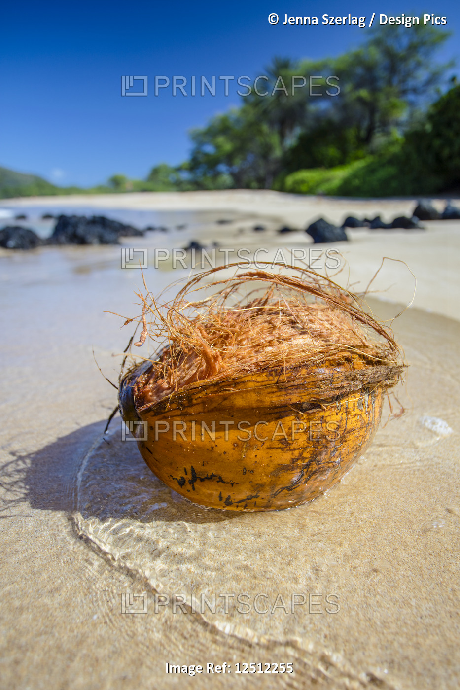 Close-up of a coconut washed ashore on Big Beach; Makena, Maui, Hawaii, United ...