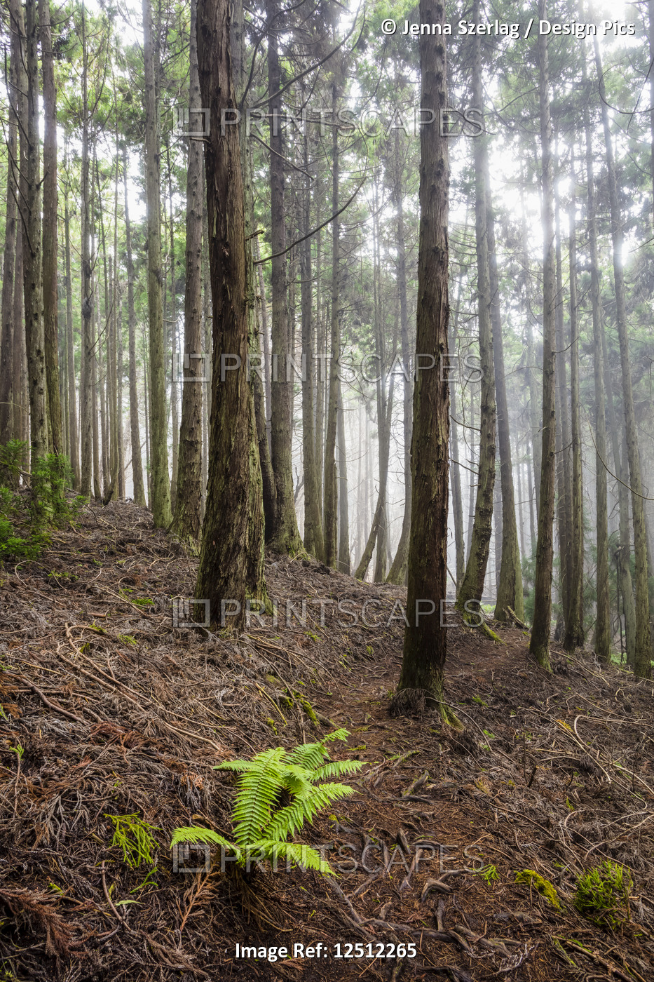 Tall Redwood trees at 6,000 feet elevation, Poli Poli State Park; Kula, Maui, ...