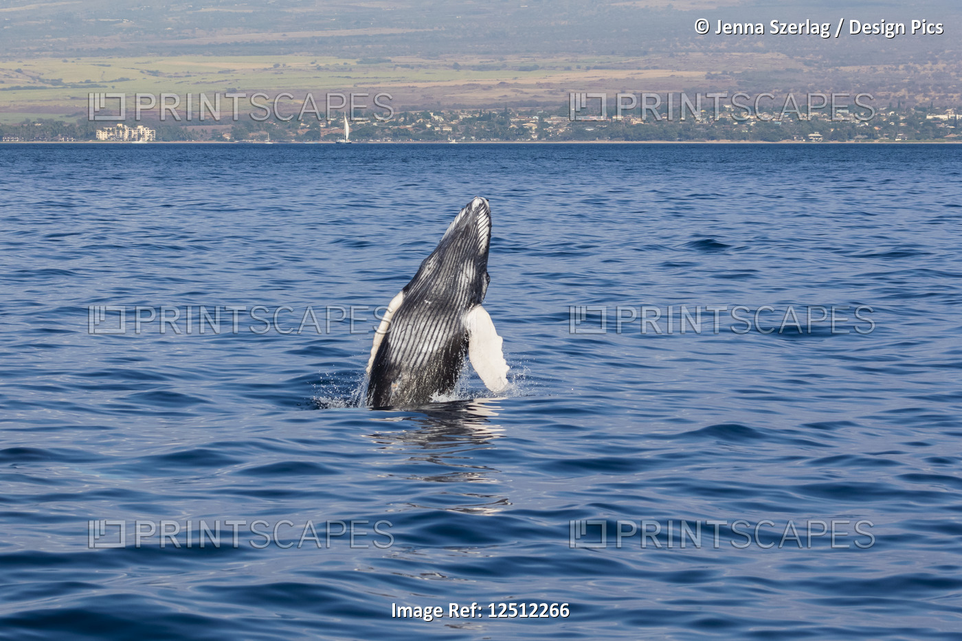 A newborn Humpback Whale (Megaptera novaeangliae) breaches; Maui, Hawaii, ...