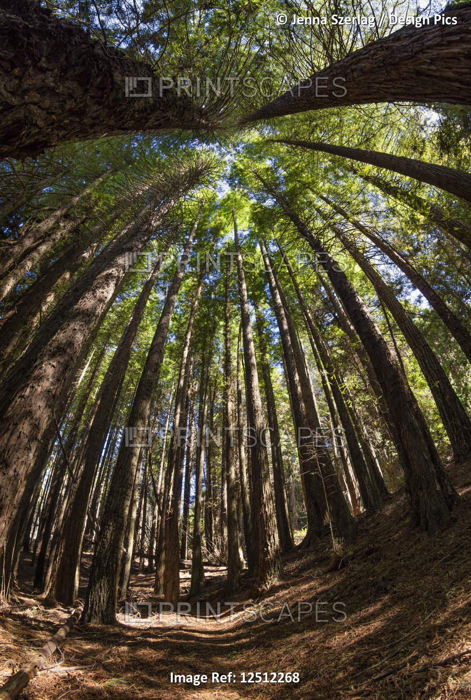 Tall Redwood trees at 6,000 feet elevation, Poli Poli State Park; Kula, Maui, ...