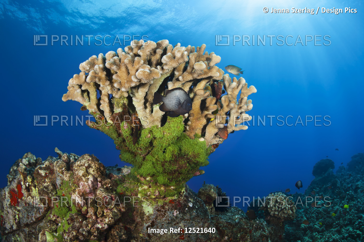 Beautiful Antler coral with Hawaiian Dascyllus fish and sun rays; Lanai City, ...