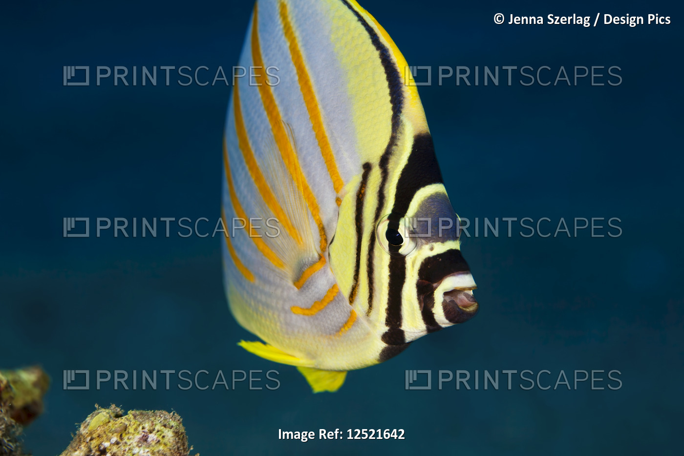 Close-up of an Ornate Butterflyfish (Chaetodon ornatissimus); Maui, Hawaii, ...
