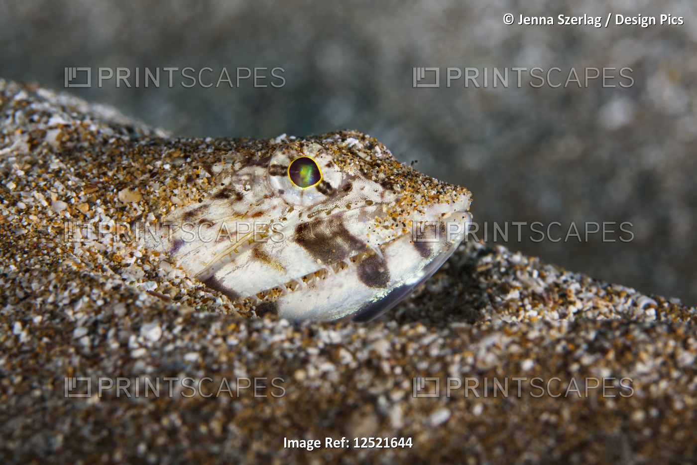 Close-up of a Lizardfish (Synodontidae) buried in the sand; Maui, Hawaii, ...