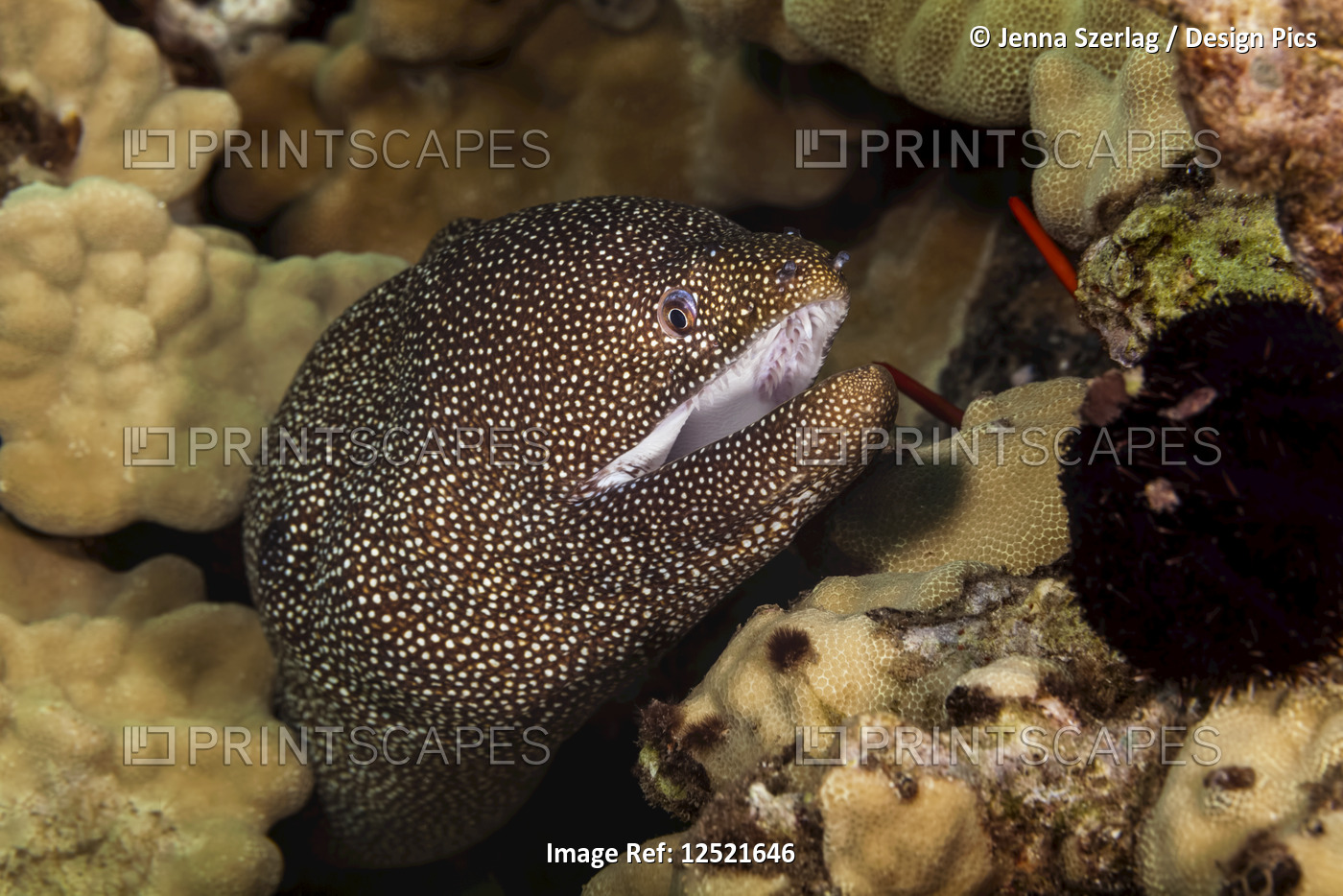 Close-up Of A Whitemouth Moray Eeel (Gymnothorax meleagris); Maui, Hawaii, ...