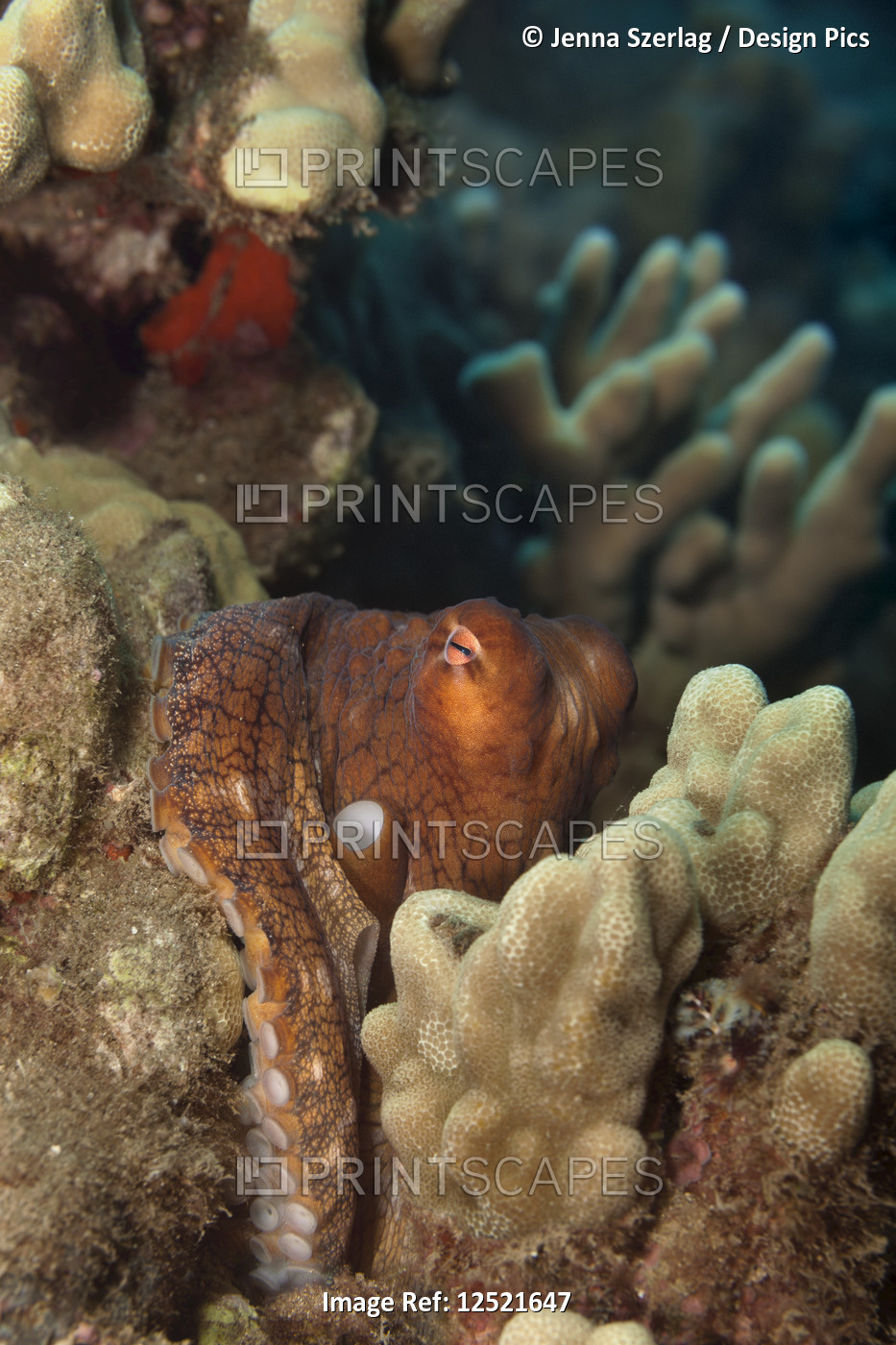 Hawaiian Day Octopus (Octopus cyanea) hiding in the reef; Maui, Hawaii, United ...