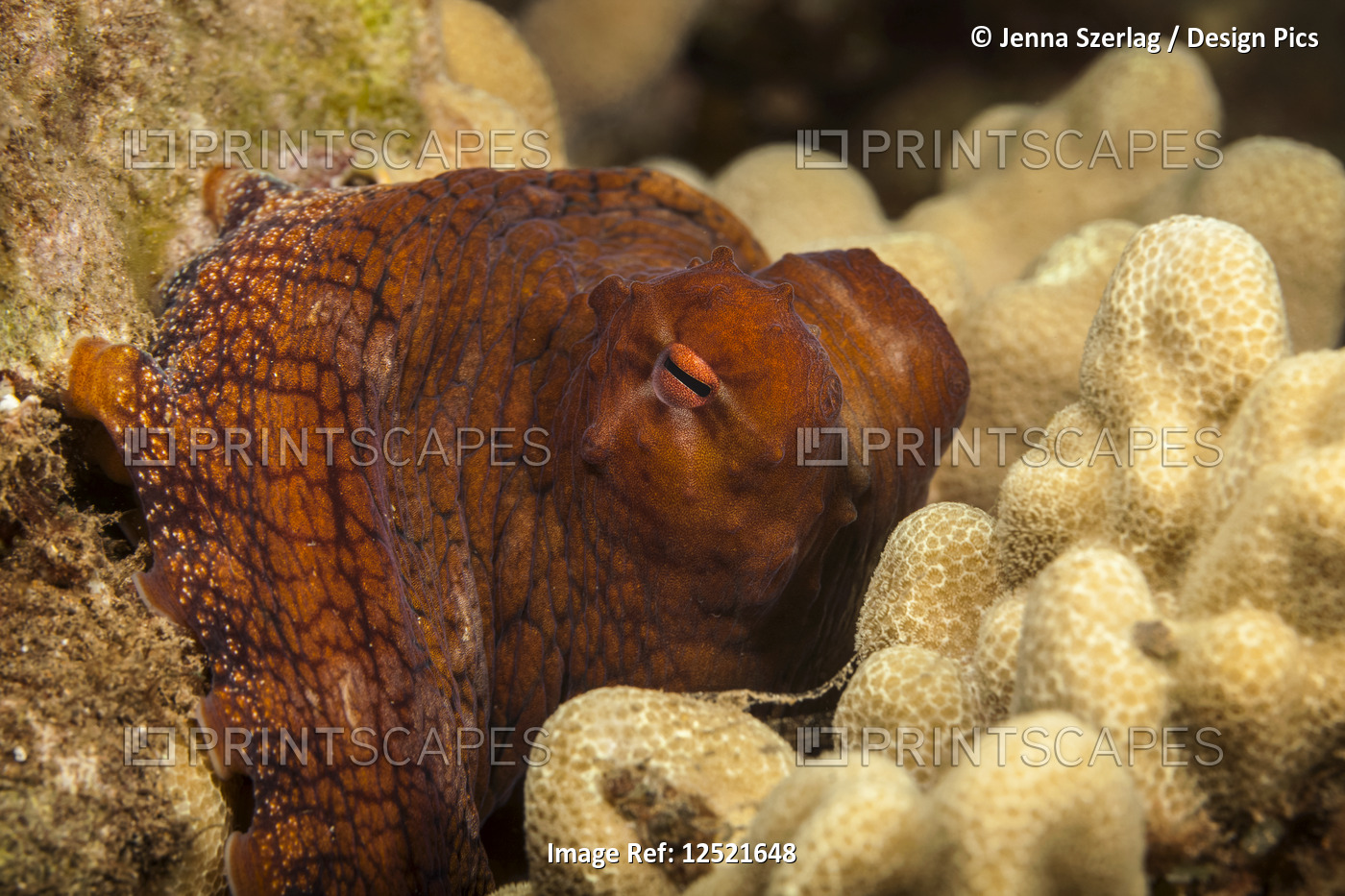 Hawaiian Day Octopus (Octopus cyanea) hiding in the reef; Maui, Hawaii, United ...