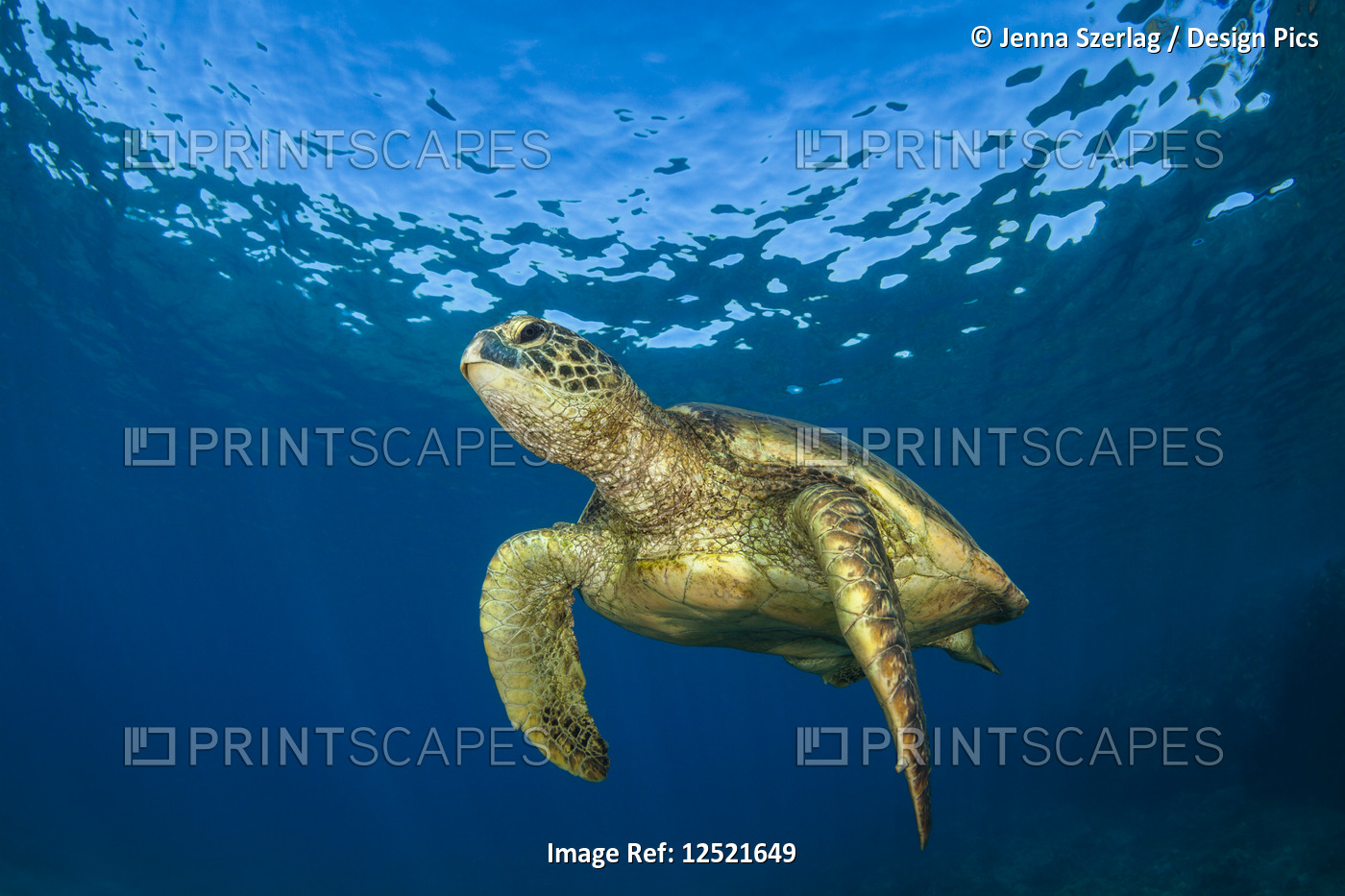 Hawaiian Green Sea Turtle (Chelonia mydas); Maui, Hawaii, United States of ...