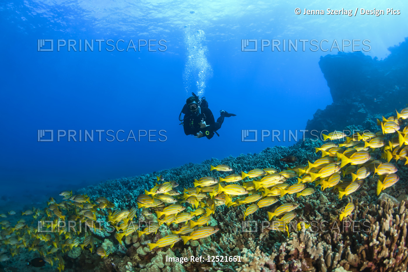 Scuba diver with a large school of Bluestripe Snappers  (Lutjanus kasmira) ...