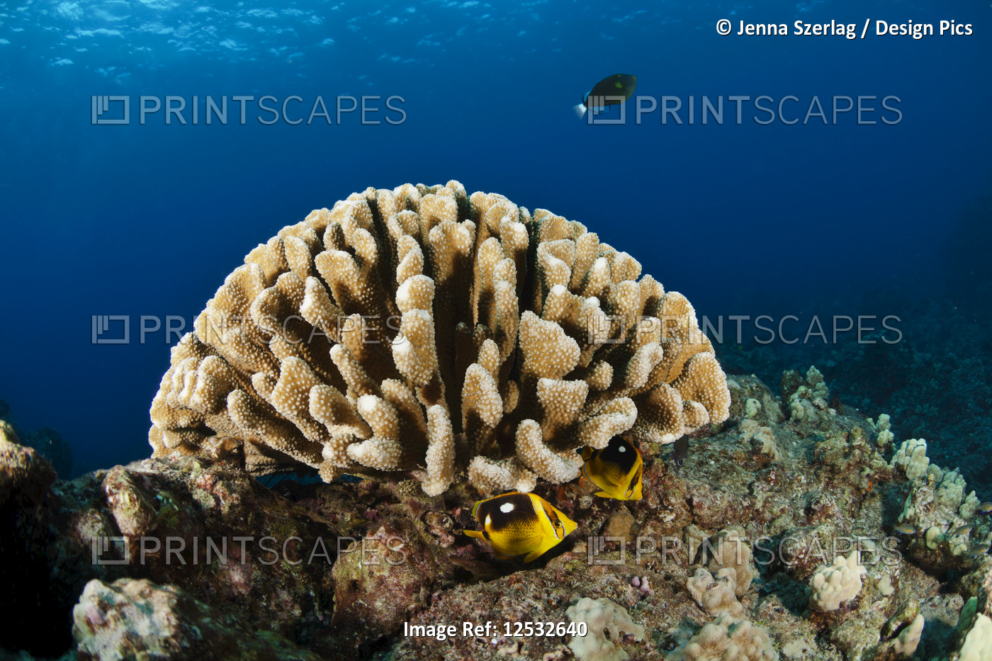 Wide view of coral head with fish; Island of Hawaii, Hawaii, United States of ...