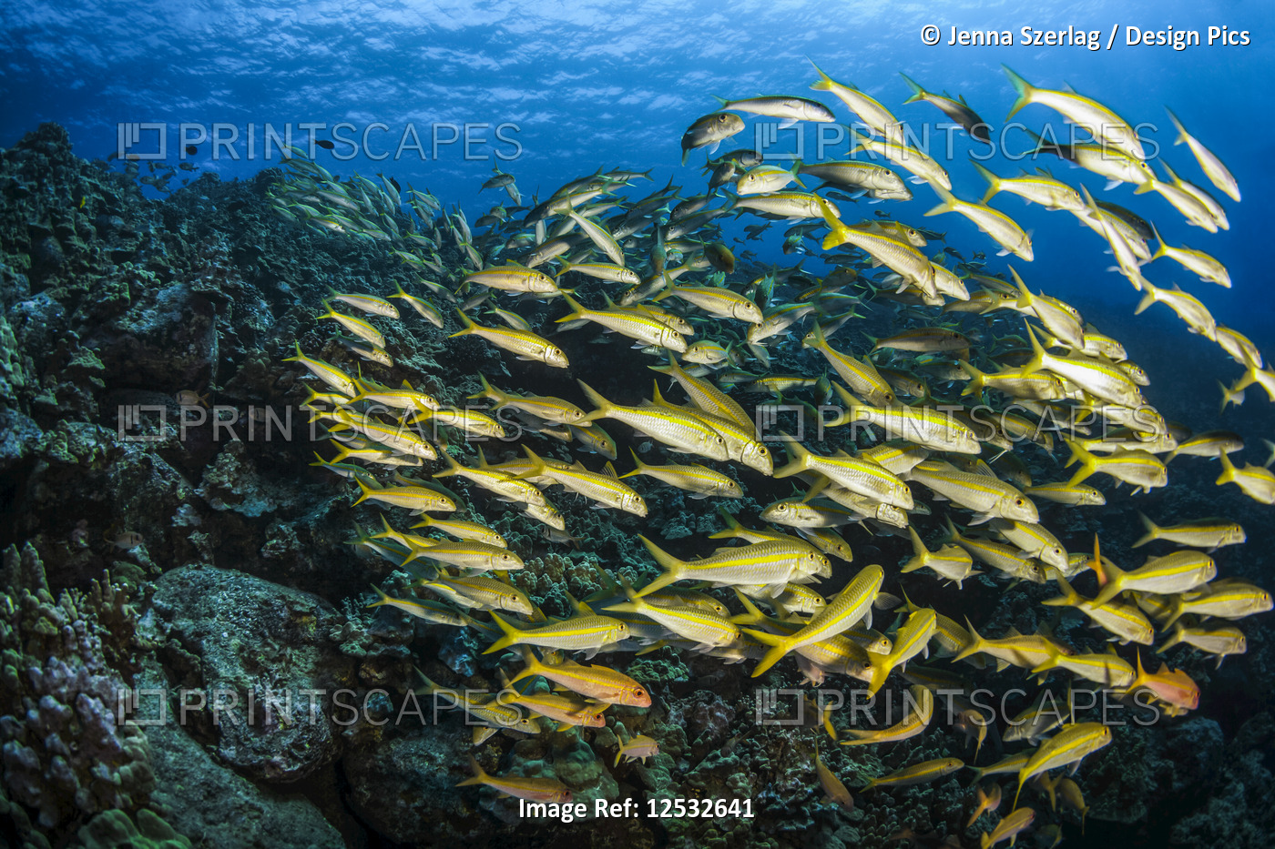 School Of Goatfish; Island of Hawaii, Hawaii, United States of America