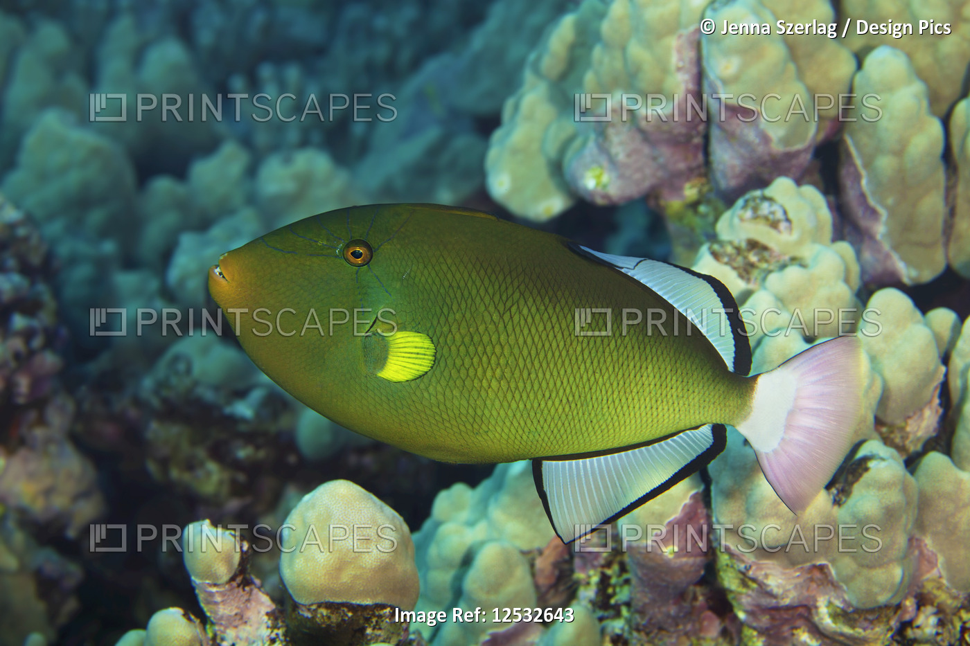 Pinktail Durgon Triggerfish (Melichthys vidua); Island of Hawaii, Hawaii, ...