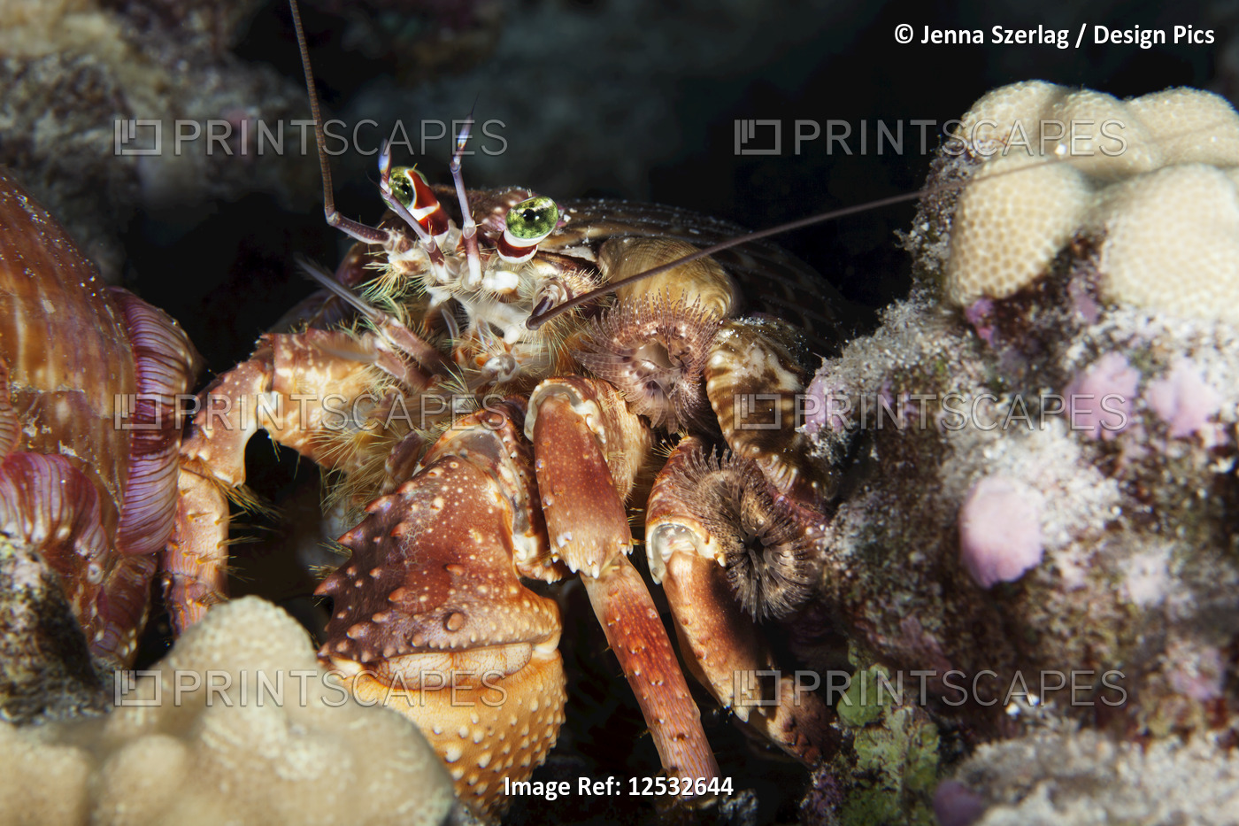 Jeweled Anenome Hermit Crab (Dardanus gemmatus); Island of Hawaii, Hawaii, ...