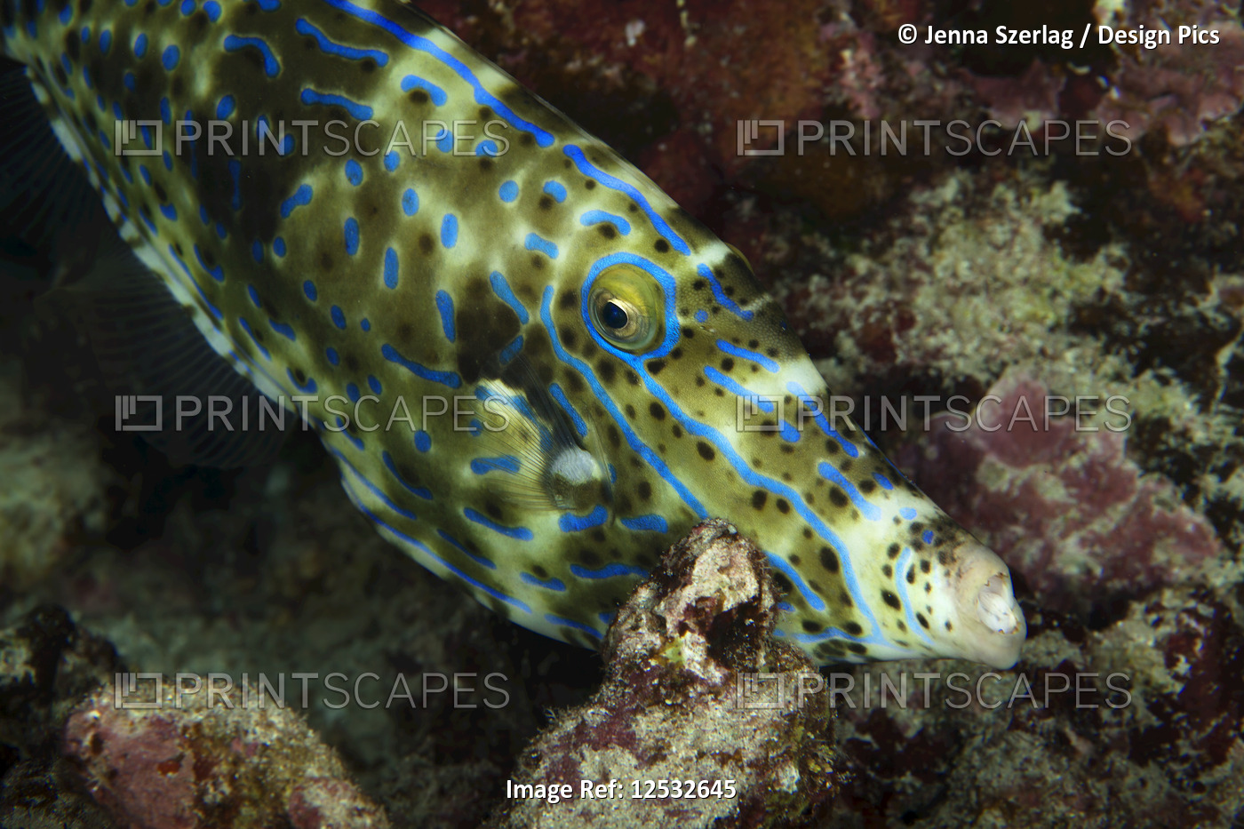 Filefish (Monacanthidae); Island of Hawaii, Hawaii, United States of America