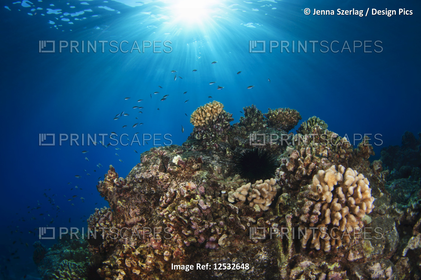 Wide view of reef with sunburst; Island of Hawaii, Hawaii, United States of ...