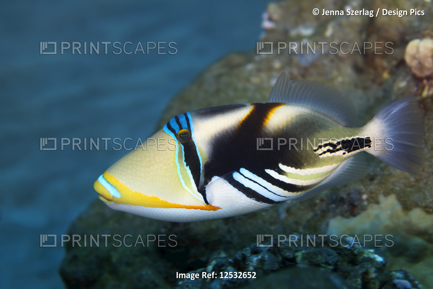 Lagoon Triggerfish (Rhinecanthus aculeatus); Makena, Maui, Hawaii, United ...