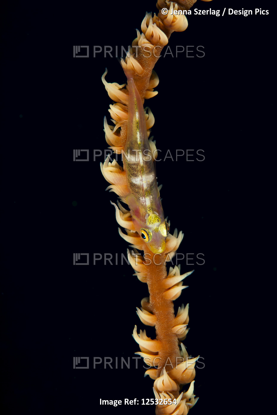 Wire-coral Goby (Bryaninops yongei); Makena, Maui, Hawaii, United States of ...