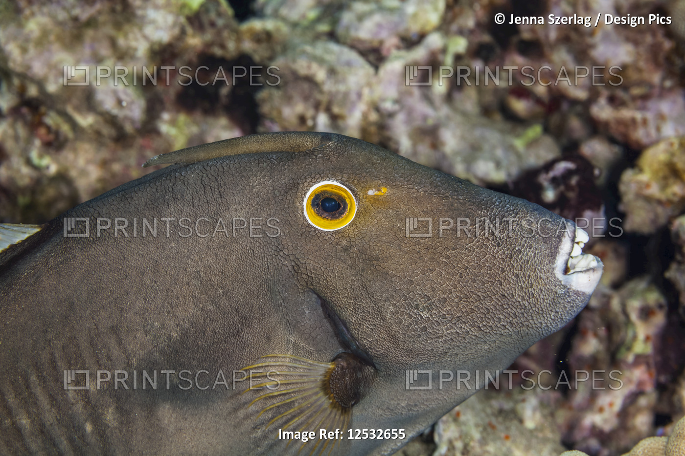 Triggerfish (Balistidae); Makena, Maui, Hawaii, United States of America