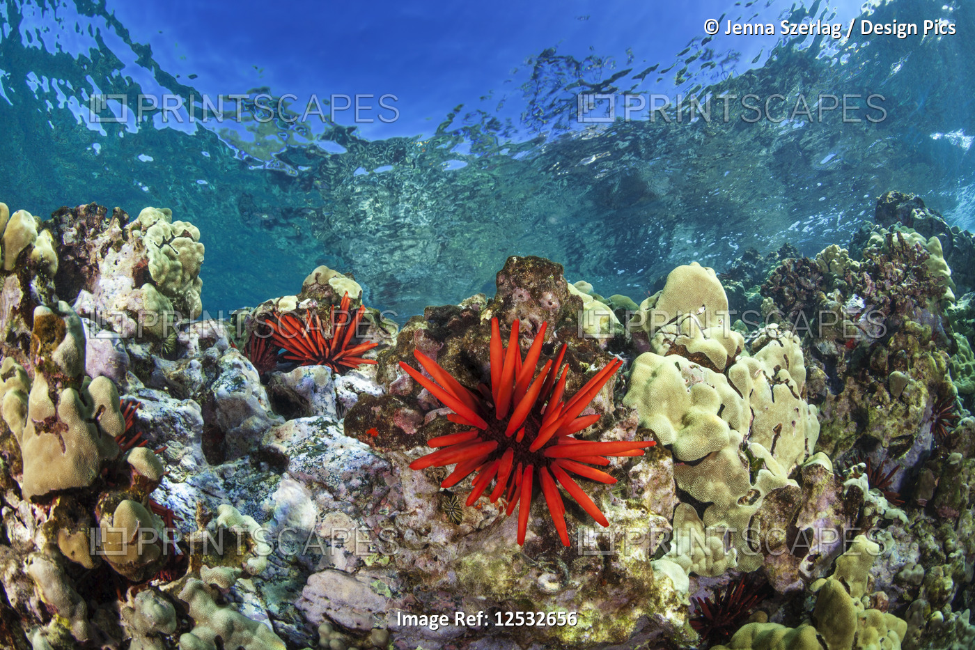 Red Pencil Urchin (Heterocentrotus mamillatus) with clear blue water and ...