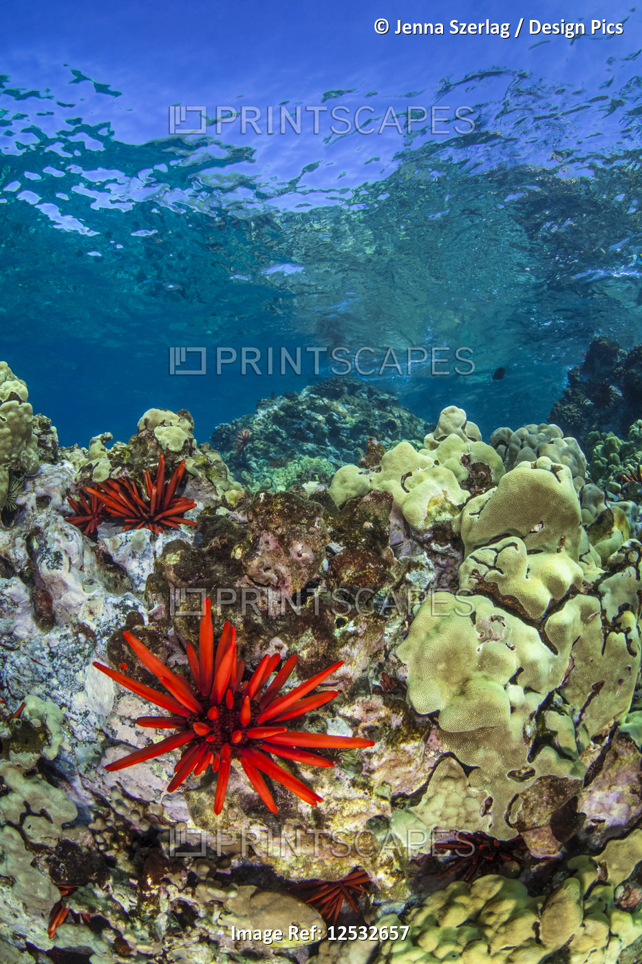 Red Pencil Urchin (Heterocentrotus mamillatus) with clear blue water and ...